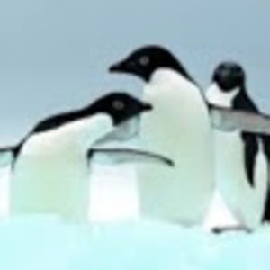 Meet your Posher, Caitlyn